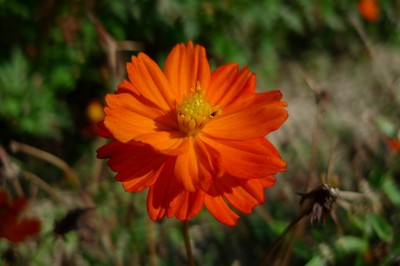 20081018cosmos02.jpg