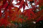 20081115ookuboji02.jpg