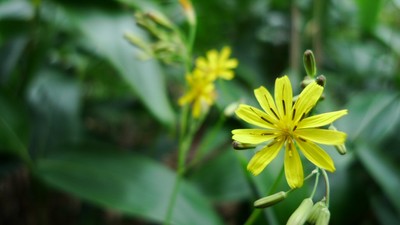 20100808iyofuji02yamanigana.jpg