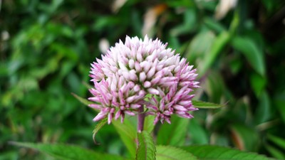 20100808iyofuji09.jpg