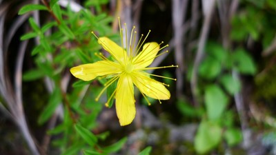 20100808iyofuji10takaneotogirisou.jpg