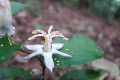 20100912fujiwaradake17hototogisu.jpg