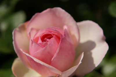 20110520Pierre-de-Ronsard.jpg