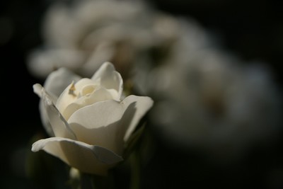 20110520iceberg.jpg