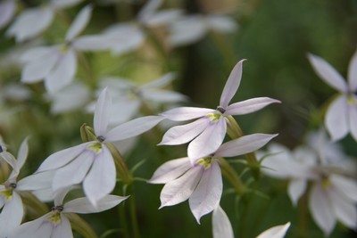 20110520isotoma.jpg