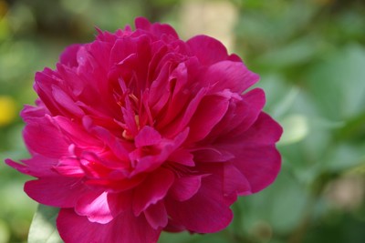 20110520shakuyaku.jpg