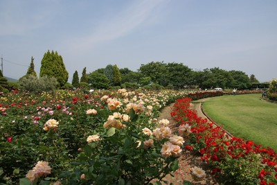20110604RSKRoseGarden.jpg