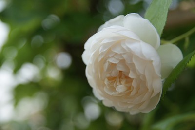 20110604RSKRoseGarden01.jpg