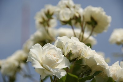 20110604RSKRoseGarden03.jpg