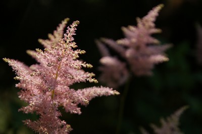 20110604RSKRoseGarden_Astilbe.jpg