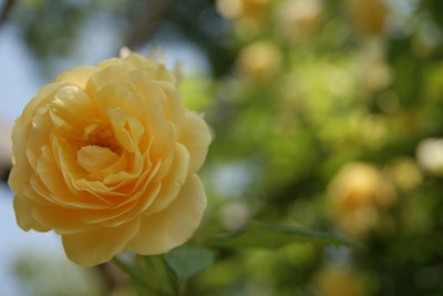 20110604RSKRoseGarden_EnglishGarden01.jpg