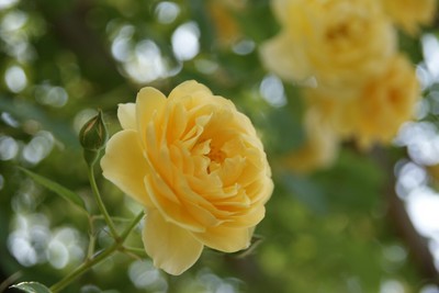 20110604RSKRoseGarden_EnglishGarden02.jpg
