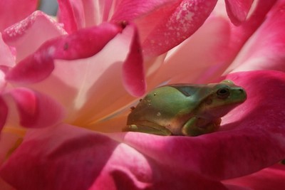 20110604RSKRoseGarden_Flog.jpg