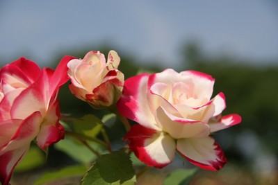 20110604RSKRoseGarden_Jubile_du_Prince_de_Monaco.jpg