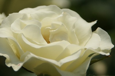 20110604RSKRoseGarden_Ryukkou.jpg
