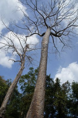 20140117SiemReap47.jpg