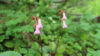 20210820Hakuba12.jpg