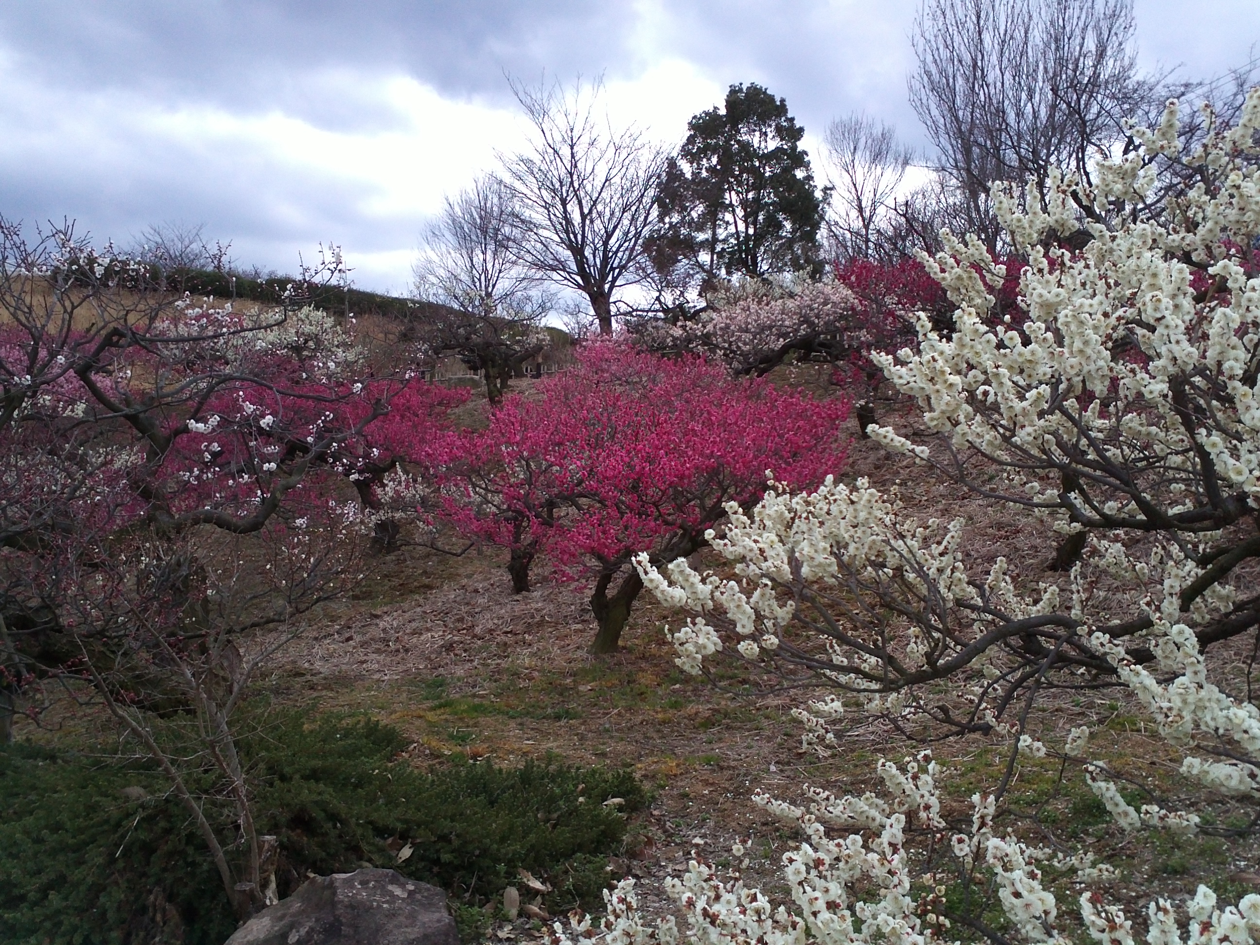 高松 香川県園芸総合センター Jk徒然日記